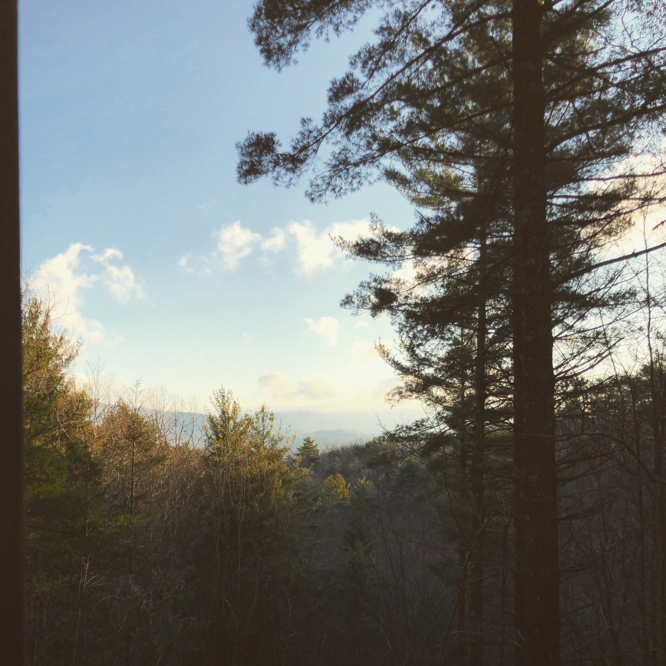 A mountain view through the trees from Beardsicle Bluff